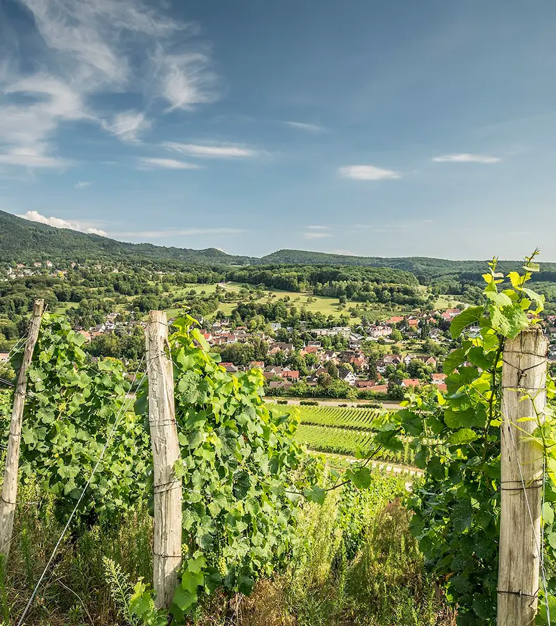 Gutedel Weinprobe