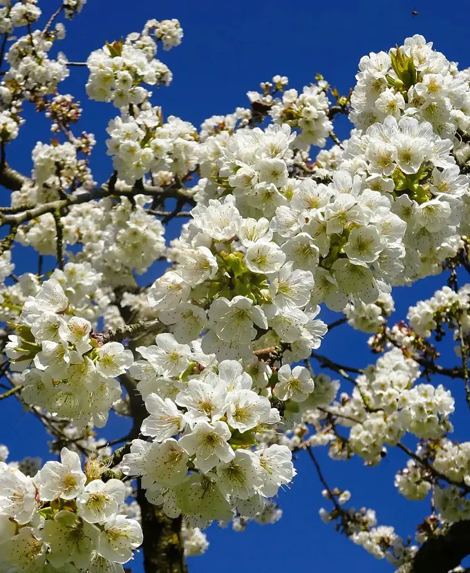 Kirschblüte im Eggenertal